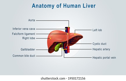 Liver Anatomy Posterior