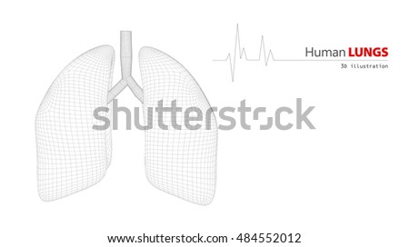 Anatomy of Human Lungs