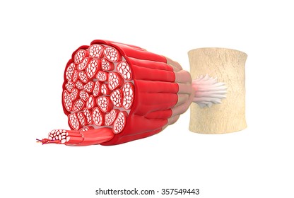 Anatomy of human muscles, the structure of muscles, in the context of a white background.