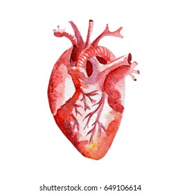 Anatomy Human Organ Heart Illustration. Hand Drawn Watercolor On White Background.