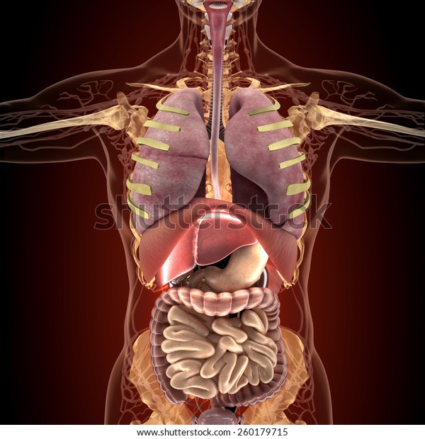 Anatomie Menschlicher Organe In Rontgensicht Hohe Stockillustration