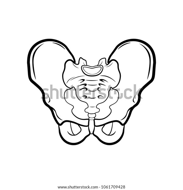 Anatomy Human Pelvis Illustration Isolated On Stock Illustration ...