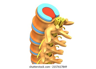 Anatomy Of Human Spine. 3d Illustration