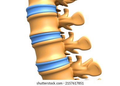 Anatomy Human Spine 3d Illustration Stock Illustration 2157617851 ...