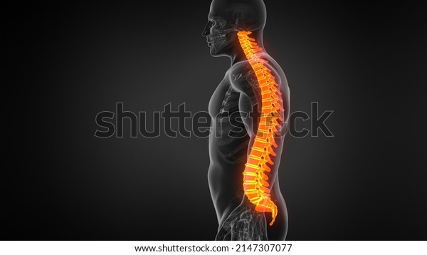 Anatomy of Human Spine.
3d illustration.