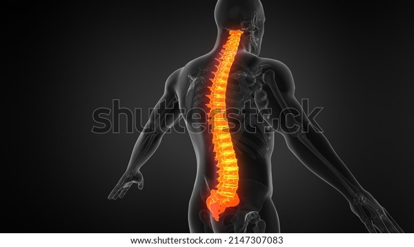 Anatomy of Human Spine.\
3d illustration.