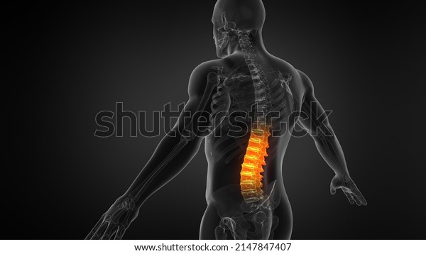 Anatomy\
of Human Spine. Lower back spine 3d\
illustration.