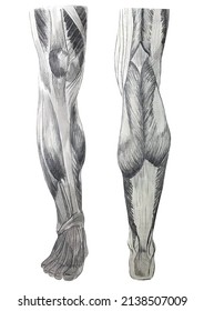 Anatomy Illustration Artist Studio About Leg Stock Illustration 