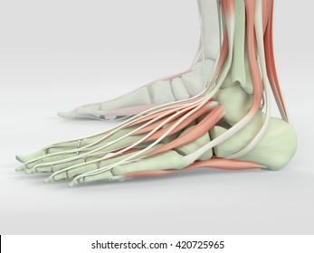 14,090 Ankle muscles Images, Stock Photos & Vectors | Shutterstock