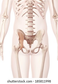 Anatomy Illustration Of The Iliacus Muscle