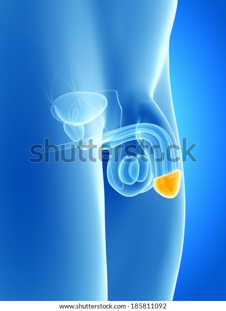 anatomy illustration of\
the penis -\
glans