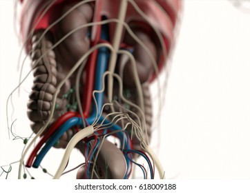 Anatomy illustration showing kidneys,intestines,diaphragm. 3d illustration