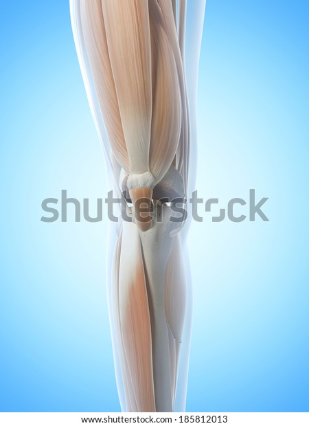 Anatomy Illustration Showing Knee Stock Illustration 185812013 ...