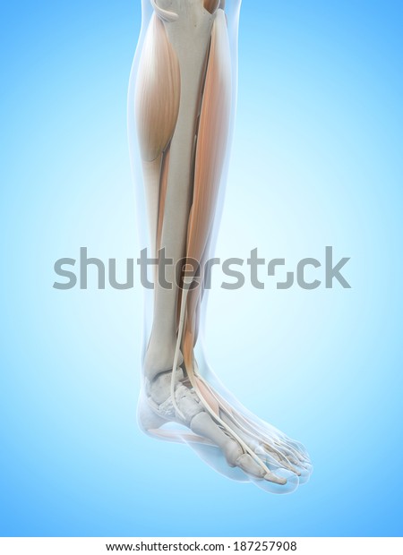 Anatomy Illustration Showing Leg Muscles Stock Illustration 187257908 ...