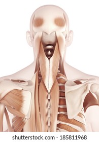 Anatomy Illustration Showing The Neck Muscles