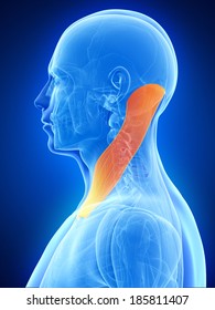 Anatomy Illustration Showing The Sternocleidomastoid