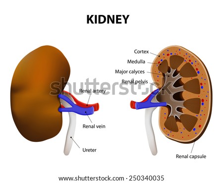 Anatomy Kidney Internal External Human Anatomy Stock Illustration