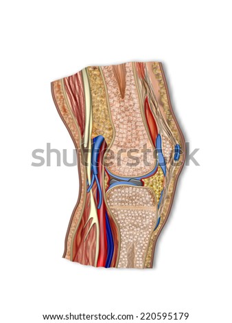 Anatomy Knee Stock Illustration 220595179 - Shutterstock