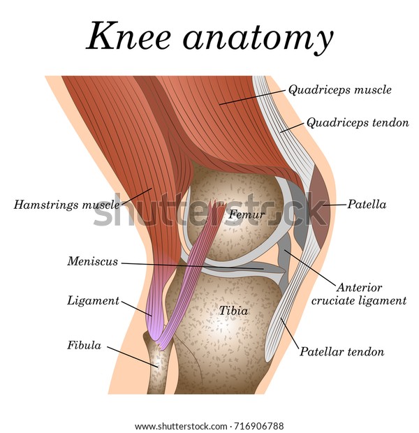 膝関節の側面図の構造 医療外科用ポスター 外傷学のページ イラトスをトレーニングするためのテンプレート のイラスト素材