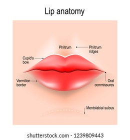 Philtrum Images, Stock Photos & Vectors | Shutterstock