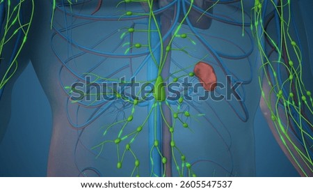 Anatomy of Lymph Nodes and Lymph Flow 3d illustration