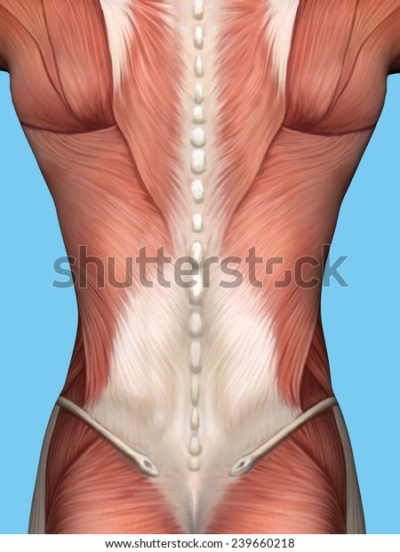 Anatomy Male Back Featuring Major Muscular Stock Illustration 239660218