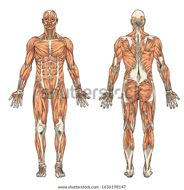 Anatomy Male Muscular System Front Back Stock Illustration 1636198147