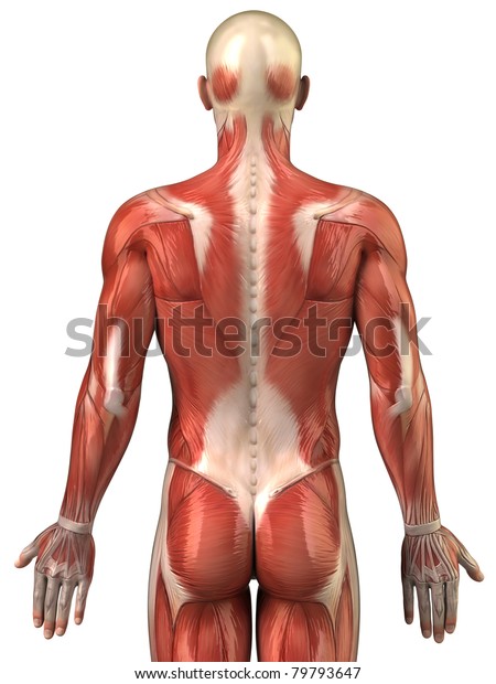 Anatomy Male Muscular System Posterior View Stock Illustration 79793647