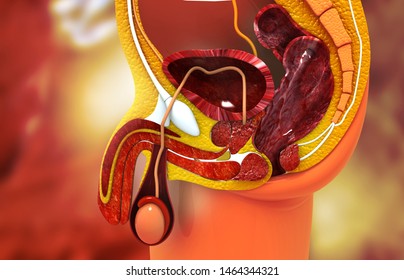 Anatomy Of Male Reproductive System Cross Section. 3d Illustration	