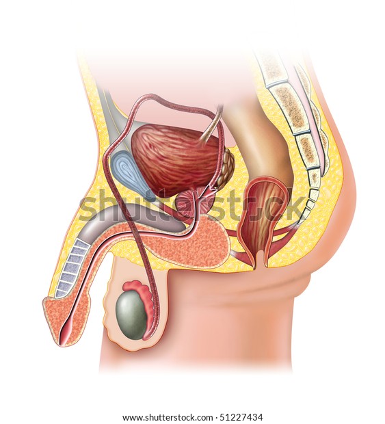 Anatomy of the male reproductive system.\
Digital\
illustration.
