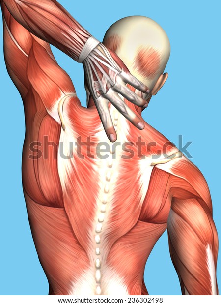 Anatomy Male Upper Back Pain Featuring Stock Illustration 236302498