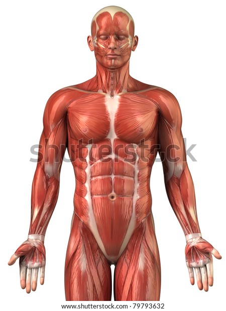 人間の筋肉系の上半分の構造 前面図 のイラスト素材