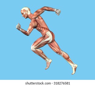 Anatomy of Man in Running Sprint Motion: Featuring coronal suture, maxilla and zygomatic bone, temporalis muscle, masseter muscle, orbicularis oculi muscle and zygomaticus major muscle.