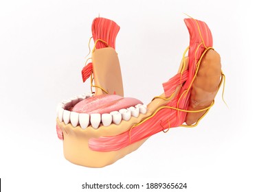 Anatomy of Maxilla and Mandible dental structure. 3d illustration