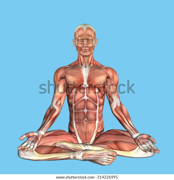 Anatomy Meditative Pose Featuring Male Torso Stock Illustration 314226995