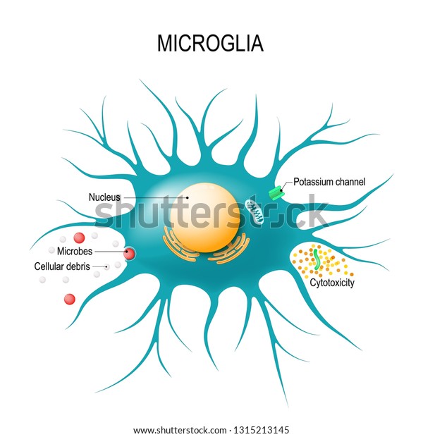 Anatomy Microglial Cell Glial Cell Macrophage Stock Illustration ...