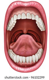 Anatomy Of The Mouth