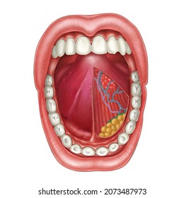 Anatomy Of The Mouth: Lips, Tongue, Cheeks, Gums, Salivary Gland Ducts, Palate, And Tonsils