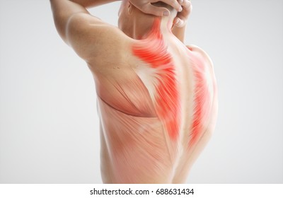 Anatomy Of Muscle Body - 3D Rendering