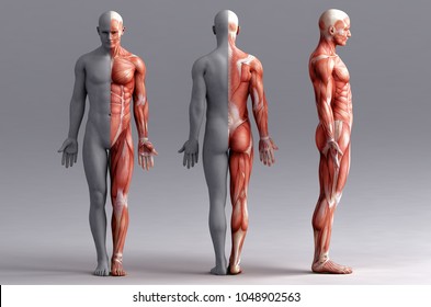 anatomy, muscles; 3d illustration