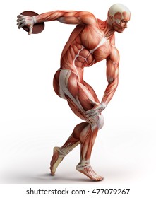anatomy, muscles; 3D illustration