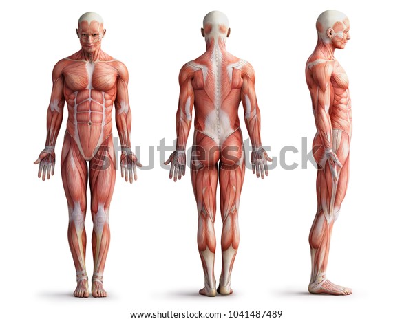 解剖学 筋肉 3dイラスト のイラスト素材