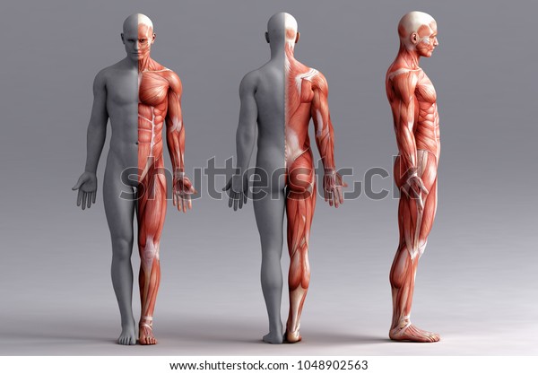 anatomy, muscles; 3d\
illustration
