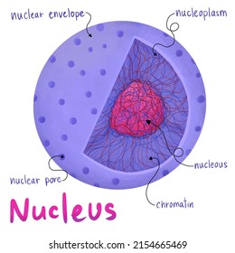 Anatomy Nucleus Cells Human Body Stock Illustration 2154665469 ...