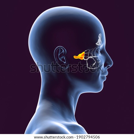 Anatomy of paranasal sinuses. 3D illustration showing female with highlighted sphenoid sinuses Stock photo © 