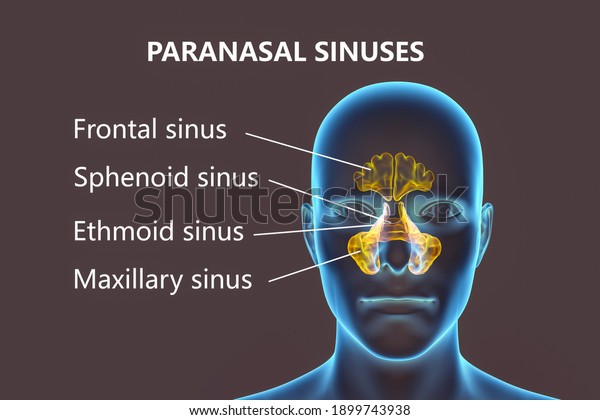 Anatomy Of Paranasal Sinuses 3d Illustration Showing Male With Highlighted Paranasal Sinuses 8181
