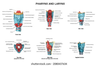 Anatomy of the pharynx and larynx