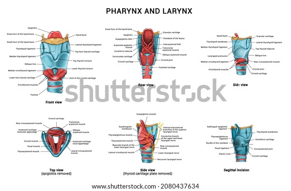 Anatomy of the pharynx and\
larynx