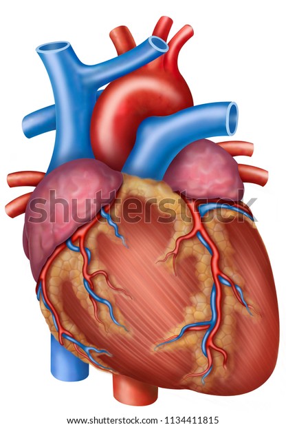 Anatomy\
and physiology of the human heart,\
illustration