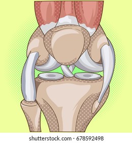 Anatomy Pop Art Design. Knee Joint Cross Section Showing The Major Parts Which Made The Knee Joint For Basic Medical Education Also For Clinics